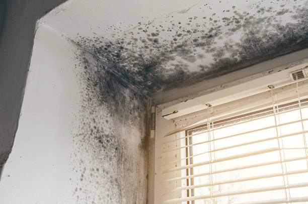 Trusted Attic Mold Removal service in Harleysville, PA - Cheap Mold Removal