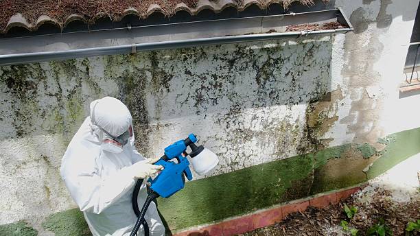 Trusted Basement Mold Remediation service in Harleysville, PA - Cheap Mold Removal